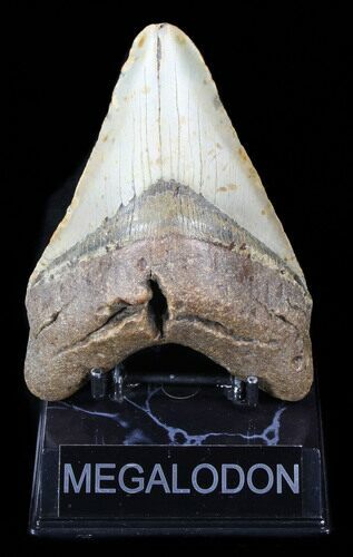 Bargain Megalodon Tooth - North Carolina #38692